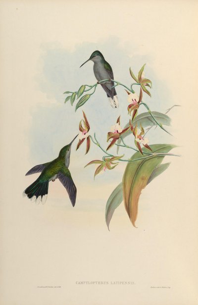 Campylopterus latipennis = Campylopterus largipennis door John Gould